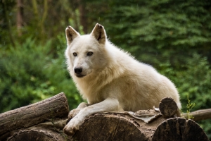 Loup de la Baie d'Hudson